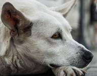 Quito: ladrones drogaron a unos perros para cometer un robo