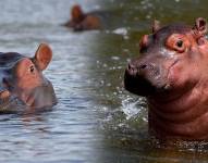 El zoológico El Pantanal, en Guayaquil, adecuó una zona acuáticas y terrestre de 420 metros cuadrados