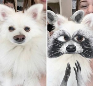 Usuarios de snapchat encuentran una graciosa forma de divertirse con sus mascotas
