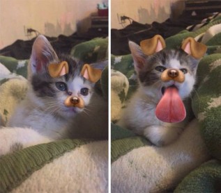 Usuarios de snapchat encuentran una graciosa forma de divertirse con sus mascotas
