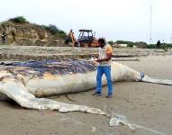 Entierran a ballena jorobada que se varó en Playa Varadero, Guayaquil