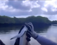 Roberto Manrique en polémica por manipular un tiburón en Galápagos