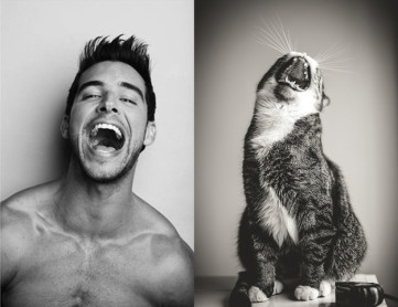 Gatos modelos como nunca antes los viste