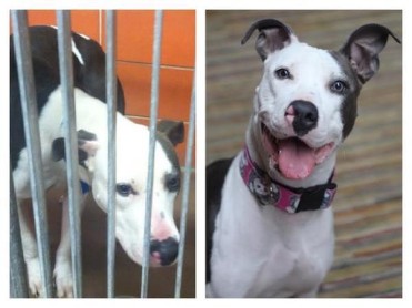 Expresiones de mascotas antes y después de ser adoptados