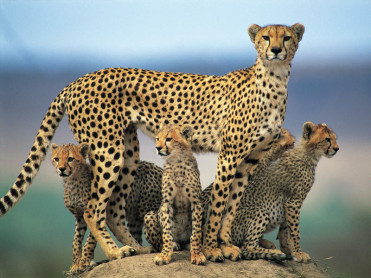 Mamás del reino animal