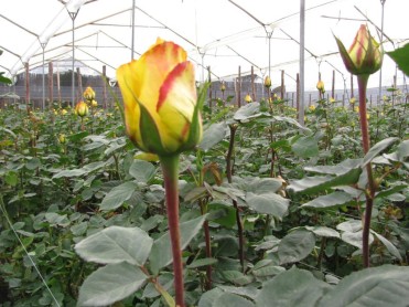 Rosas ecuatorianas, listas para halagar a los enamorados del mundo