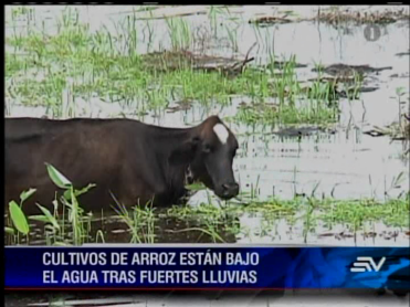 Lluvia afecta cultivos y deja incomunicados a varios sectores de Los Ríos