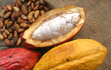 Sectores cacaotero y cafetalero están en emergencia fitosanitaria