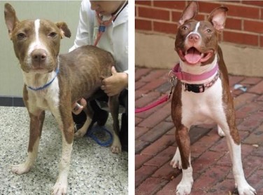 Expresiones de mascotas antes y después de ser adoptados