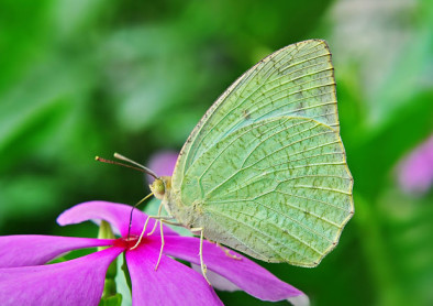Las 10 mariposas más bellas del mundo