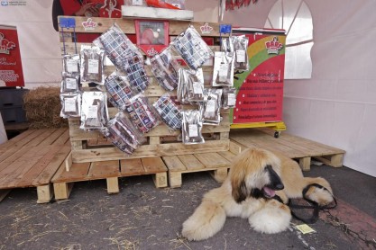 Expo Mascotas Quito: La gran experiencia para las mascotas