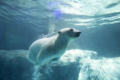 Los osos polares llegan por primera vez al Brasil tropical