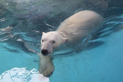 Los osos polares llegan por primera vez al Brasil tropical