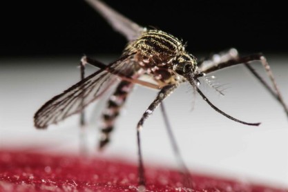El Zika pone en emergencia sanitaria al mundo