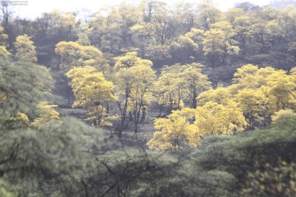 Un manto amarillo cubre la frontera sur del Ecuador