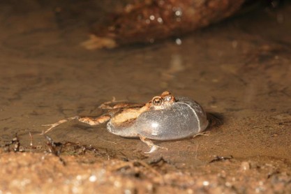 El croar de una especie de ranas atrae a los murciélagos predadores