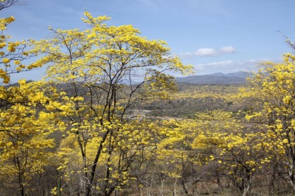Un manto amarillo cubre la frontera sur del Ecuador