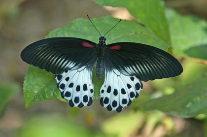 Las 10 mariposas más bellas del mundo