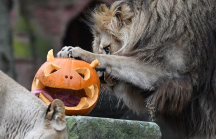 Halloween en el zoológico
