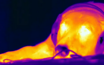 Golden Retriever en escáner de resonancia magnética funcional, su nariz se observa fría y el resto del cuerpo caliente