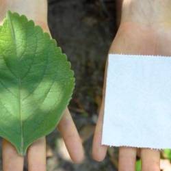 Hoja del árbol Boldo y papel higiénico