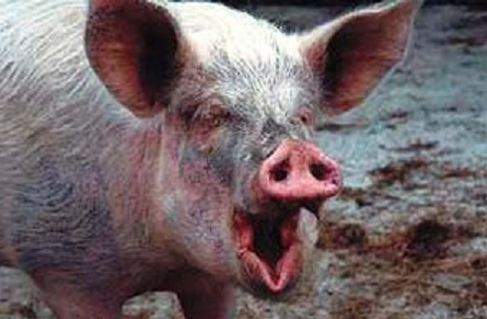 Un cerdo muerde y mata a su dueño en México