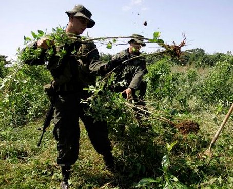 Operativo para eliminar dos mil matas de Coca en frontera Colombia-Ecuador