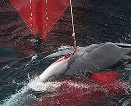 Cacería de delfines y ballenas también afecta a Ecuador