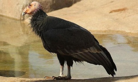 Los pájaros más raros del mundo