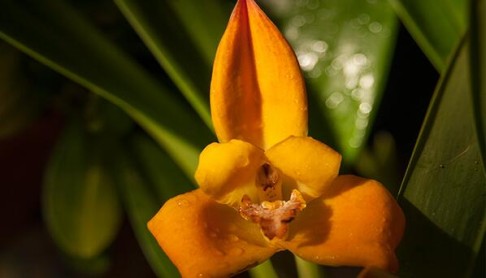 Las deslumbrantes y hermosas orquideas del Ecuador