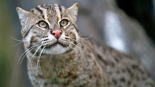 7 extrañas especies de gato que no sabías que existían