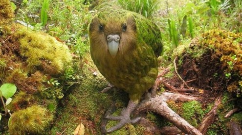 Los pájaros más raros del mundo