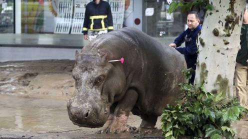 Moradores intentan poner a salvo a los animales que escaparon del Zoo de Georgia