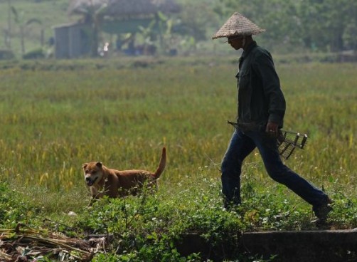 Vietnam sacrifica cinco millones de perros anuales para comérselos