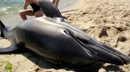 El derrame en el Golfo de México aumentó la mortalidad de los delfines