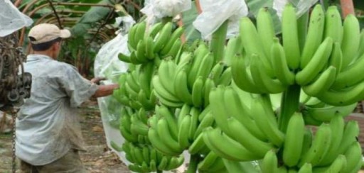 Bananeros piden que el excedente de la fruta sea utilizado para varios productos