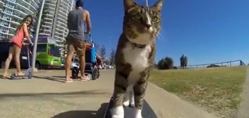El gato más cool del mundo se llama Didga y anda en skate