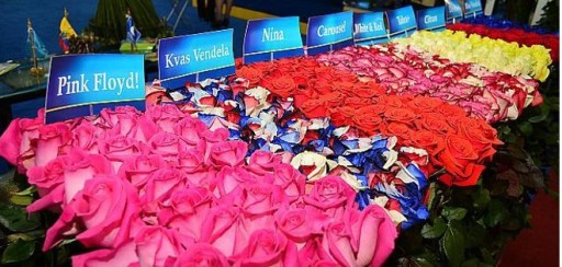 Rosas ecuatorianas, listas para halagar a los enamorados del mundo