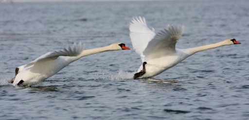 Nueva York pretende eliminar sus 2.200 cisnes por ser una &quot;especie invasora&quot;