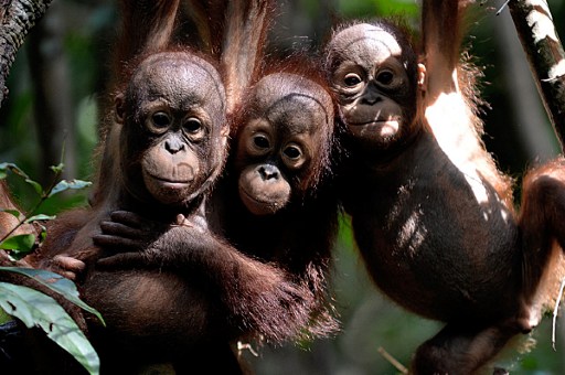 Descuartizan y se comen a un orangután en Indonesia