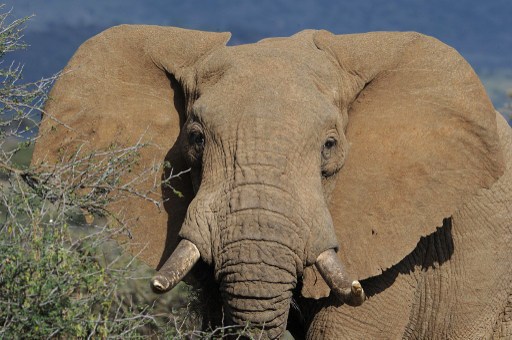 El elefante africano, en peligro de extinción por el tráfico de marfil