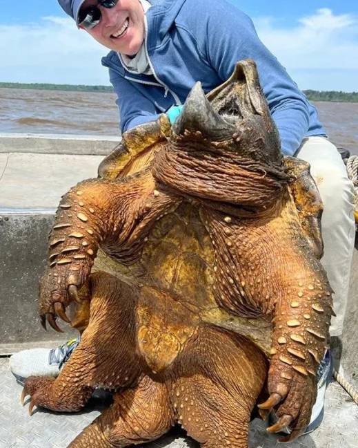 Imagen de la tortuga caimán mordedora.