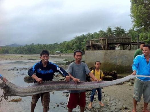 Inexplicable aparición de este pez alimenta temores de terremoto en Filipinas