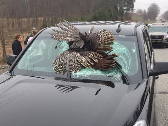 Un pavo se estrella contra el parabrisas de una familia en Indiana, Estados Unidos