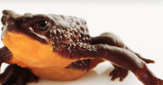 Reproducen en Ecuador rana considerada extinta hace 30 años