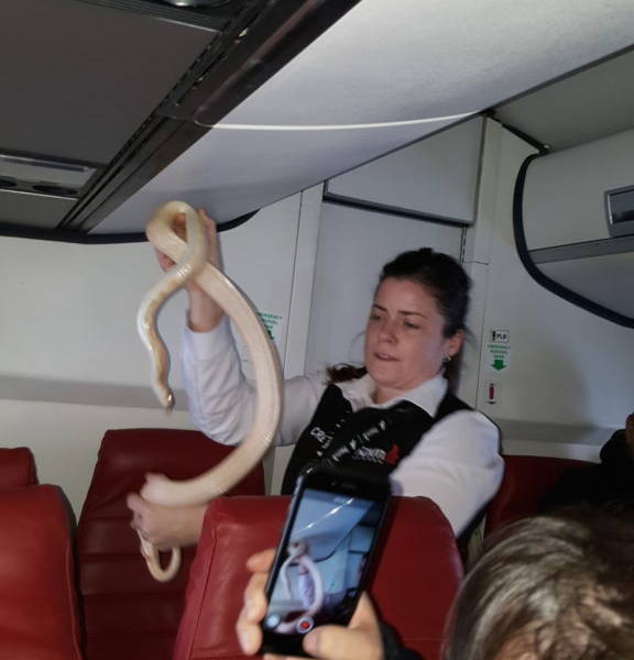 Una serpiente de un metro y medio atemoriza a los pasajeros de un avión en Alaska