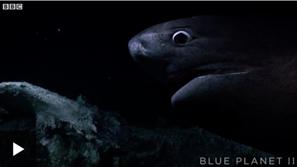 El tenso momento en que dos grandes tiburones atacan al submarino de un equipo de Blue Planet II de la BBC