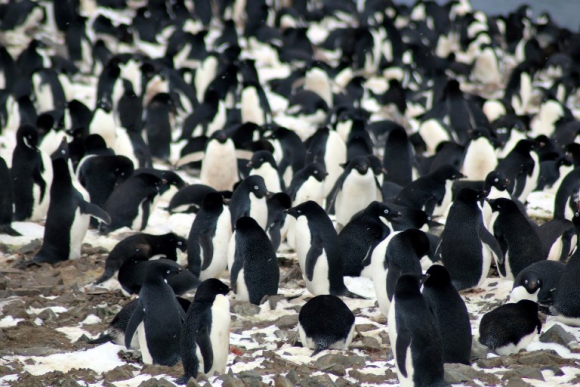 Hallan más de 1,5 millones de pingüinos en océano Antártico