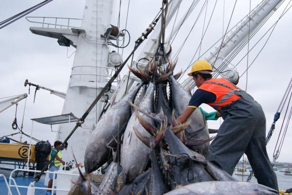 Sector atunero del país propone veda de atún
