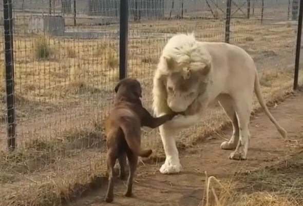 Video de un león que &#039;besa&#039; la pata de un perro se vuelve viral